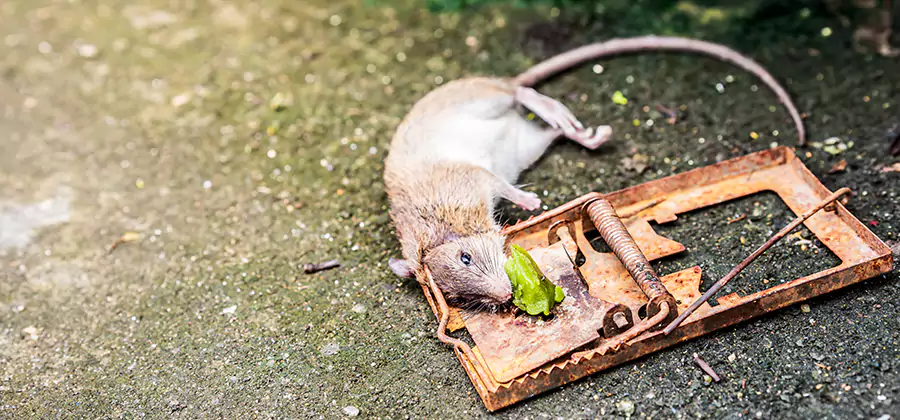 Rat Trapping in Mableton