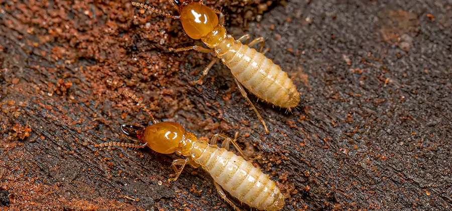 Sentricon Residential Termite Control in Mableton