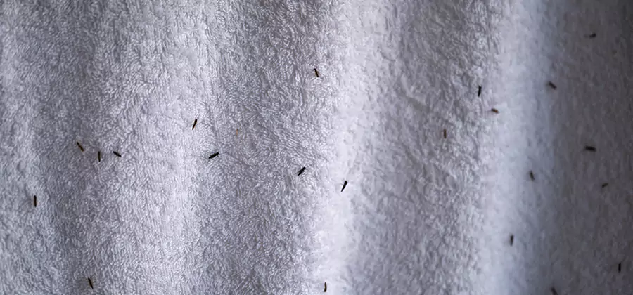 Small Black Ants in Bathroom Treatment in Mableton