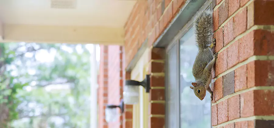 Squirrel Inside Walls Removal in Mableton
