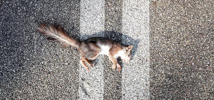 Dead Squirrel Removal in Mableton