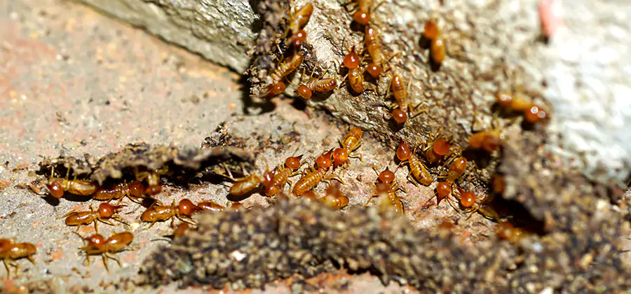 Wood Treatment and Localized Termite Solutions in Mableton