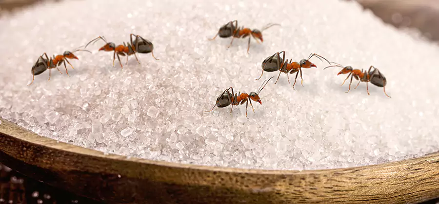 Indoor Sugar Ant Treatment in Mableton