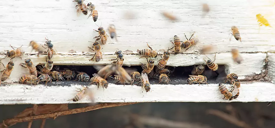 Residential Termite Fumigation in Mableton