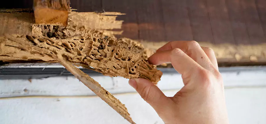 Pre-Purchase Termite Inspection in Mableton