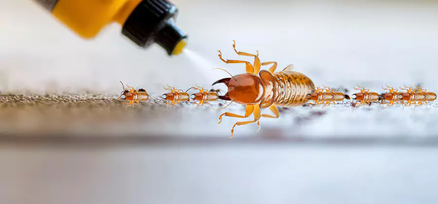 Foundation Termite Spraying Control in Mableton