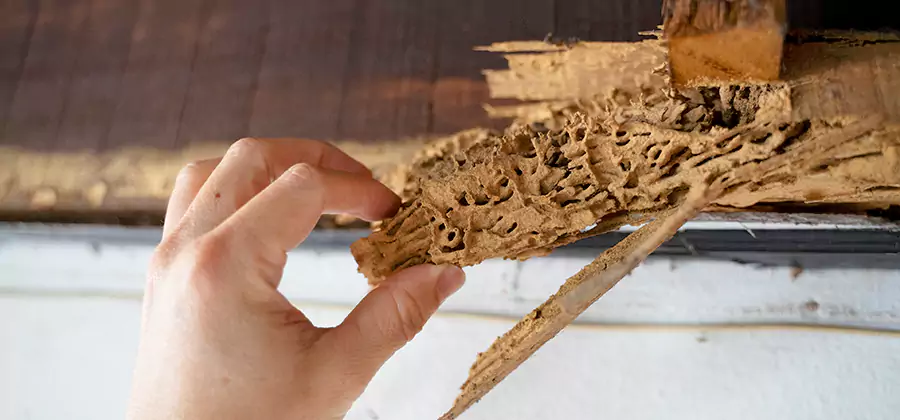 Pre-Construction Termite Treatment in Mableton