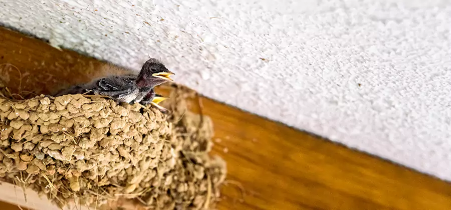 Bird Removal From House in Mableton