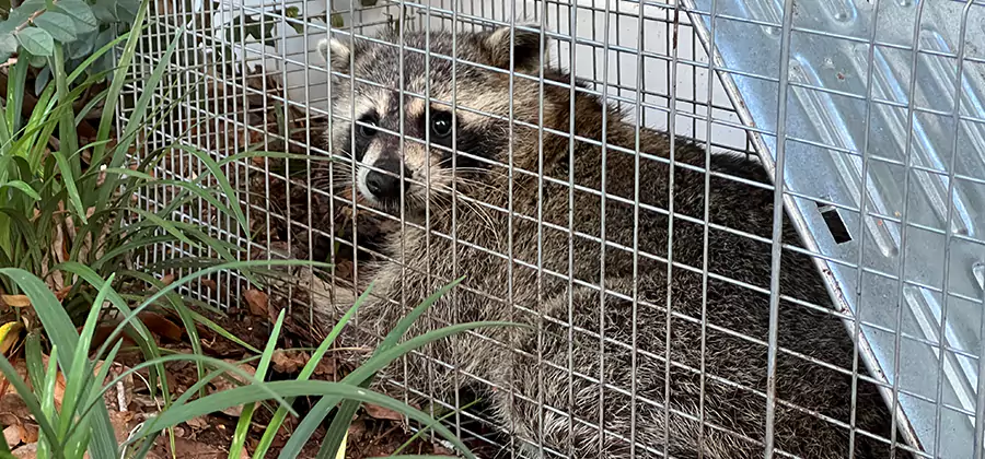 Wildlife Relocation Services in Mableton