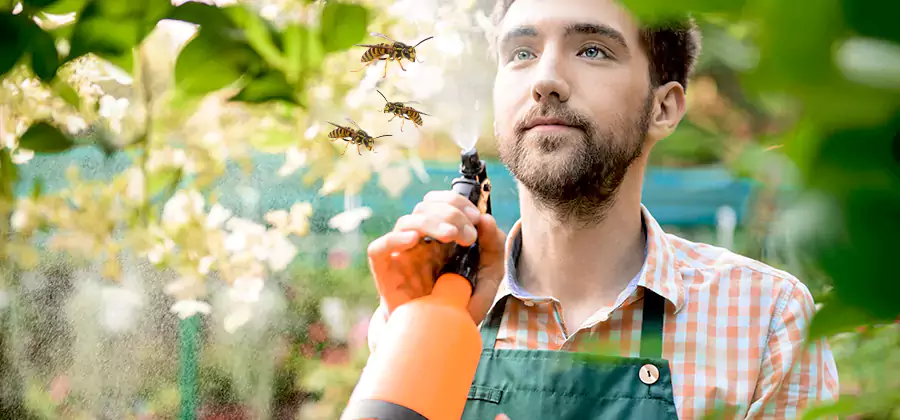 Yellow Jacket Wasp Removal in Mableton