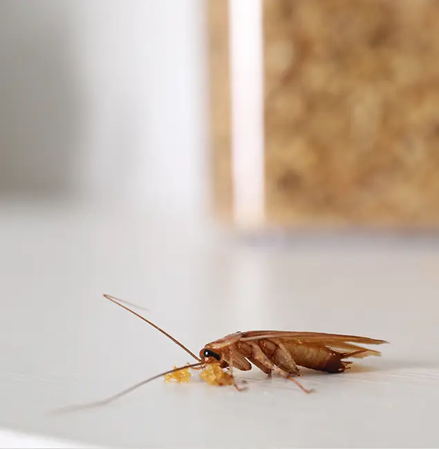 Why Mableton Pest Control Pro Stands Out in Mableton, GA?