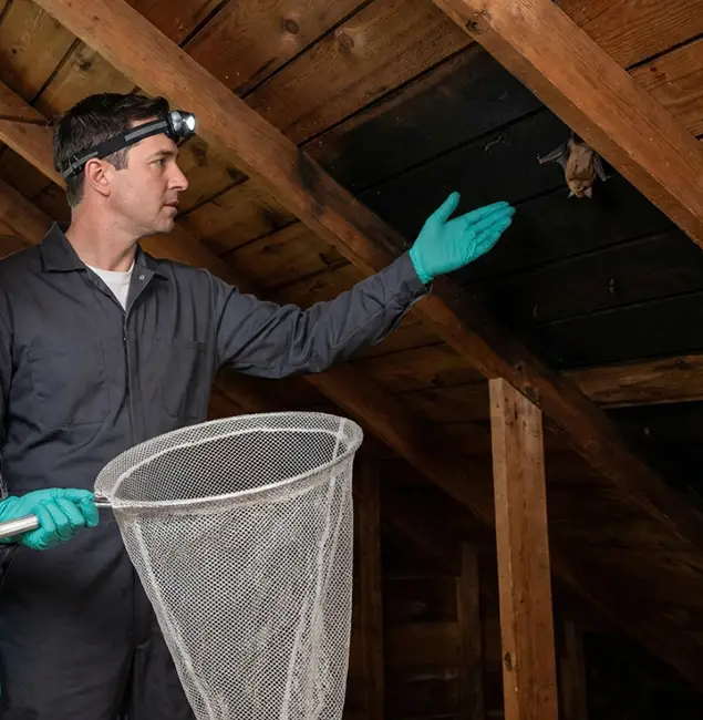 Why Mableton Pest Control Pro Is the Right Choice in Mableton, GA?