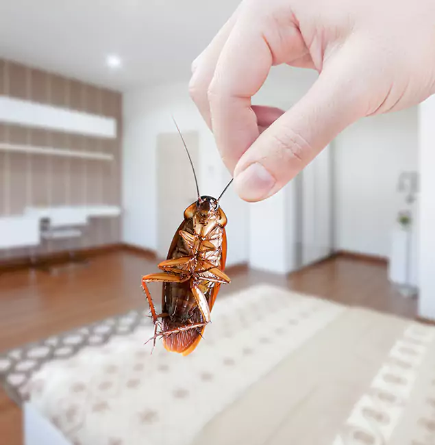 Why Mableton Pest Control Pro Stand Out for Bed Bug Fumigation in Mableton, GA?