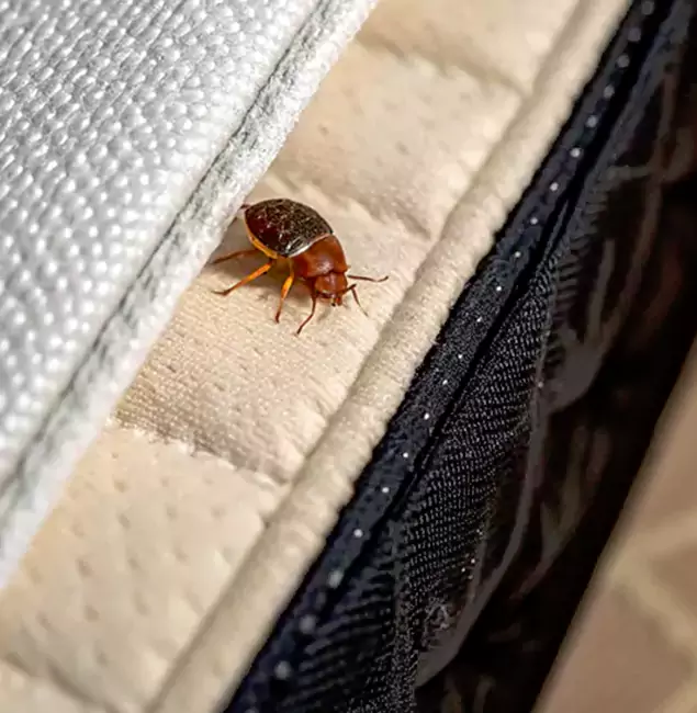 Why Choose Mableton Pest Control Pro for Bed Bug Treatment at Home in Mableton, GA?