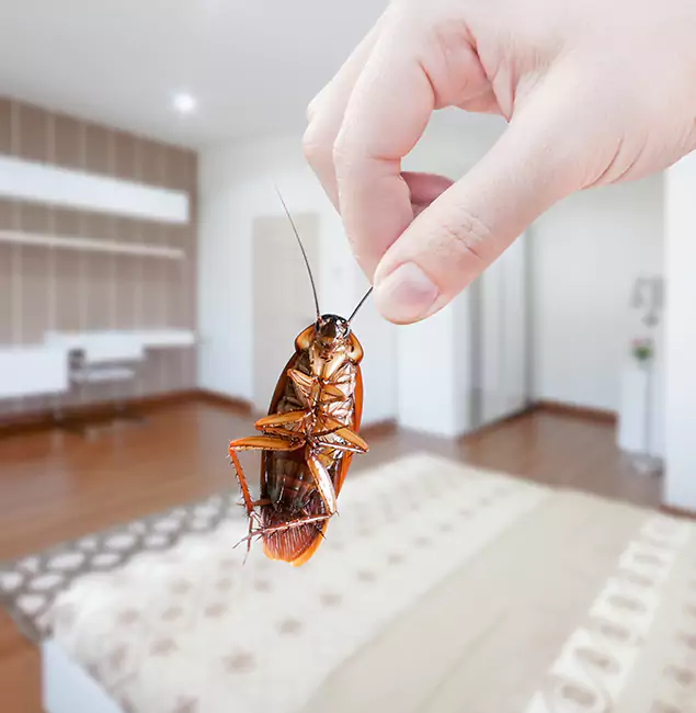 Why Mableton Pest Control Pro Stand Out For Bed Bug Inspection in Mableton, GA?