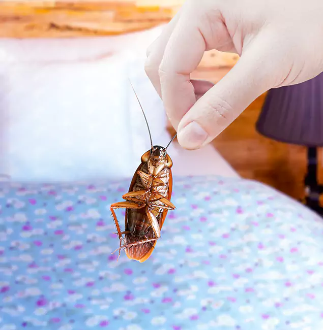 Why Choose Mableton Pest Control Pro for Bed Bug Treatment in Mableton, GA?