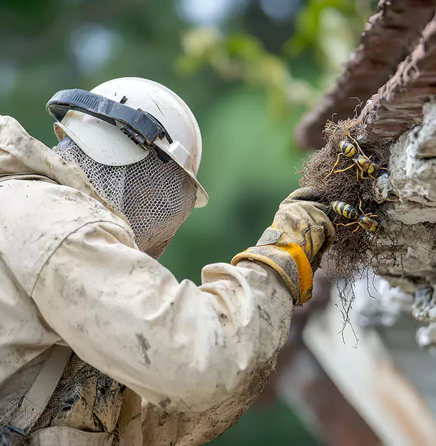 Why Mableton Property Owners Choose Mableton Pest Control Pro for Bee Exterminator?