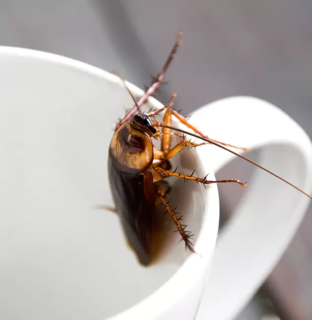 Why Mableton, GA Residents Trust Mableton Pest Control Pro for Cockroach Fumigation?