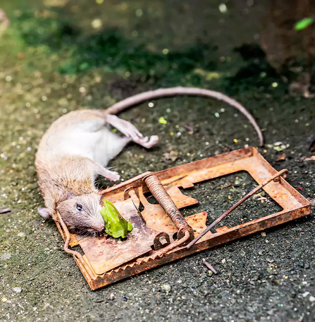 Why Mableton, GA Homeowners Trust Mableton Pest Control Pro for Rodent Removal?