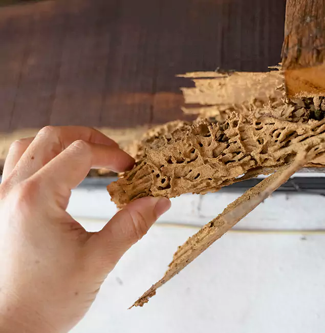 Why Choose Mableton Pest Control Pro in Mableton, GA?