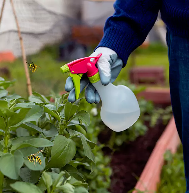Why Mableton Homeowners Choose Mableton Pest Control Pro for Honey Bee Removal?