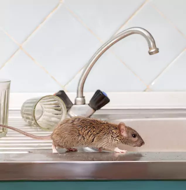 Why Mableton, GA Trusts Mableton Pest Control Pro for Humane Rodent Control?