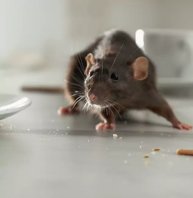 Why Mableton Homeowners Choose Mableton Pest Control Pro for Mice Control?