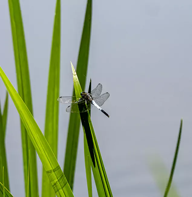 Why Mableton Families Trust Mableton Pest Control Pro for Mosquito Prevention?