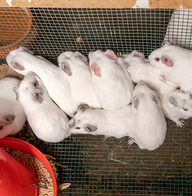 Why Mableton Pest Control Pro Is the Trusted Choice in Mableton, GA?