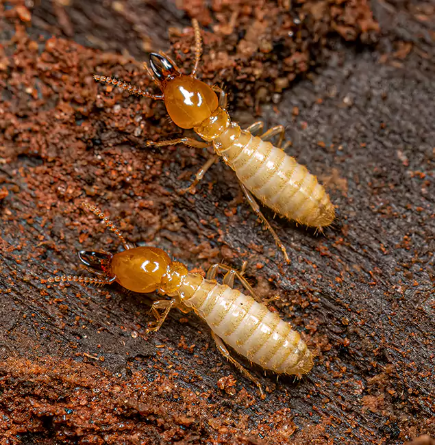 Why Choose Mableton Pest Control Pro for Termite Treatment Without Tenting in Mableton, GA?