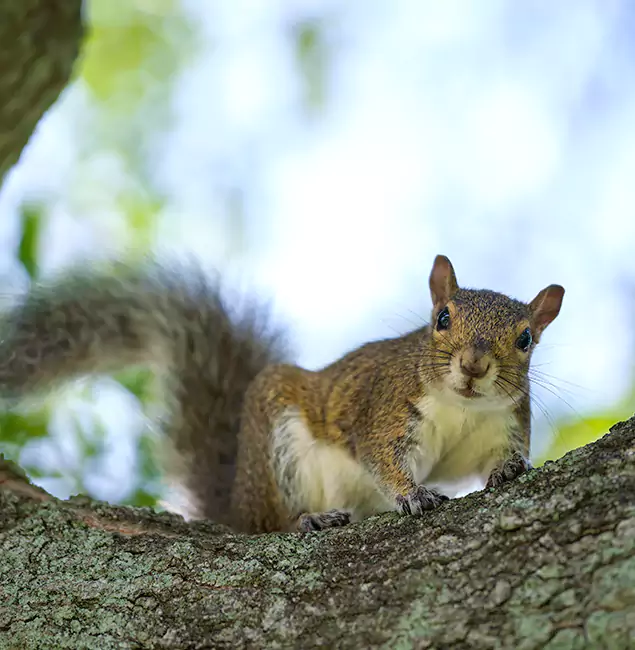 Why Mableton, GA Relies on Mableton Pest Control Pro for Squirrel Pest Control?