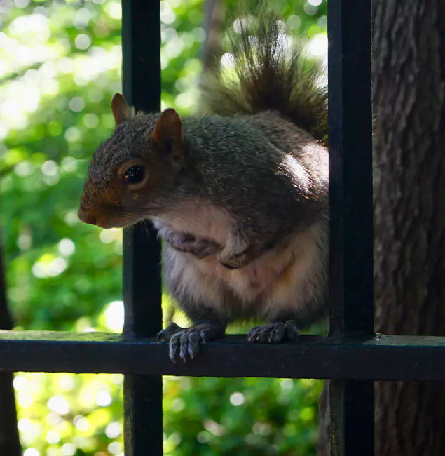 Why Mableton, GA Chooses Mableton Pest Control Pro for Squirrel Removal?