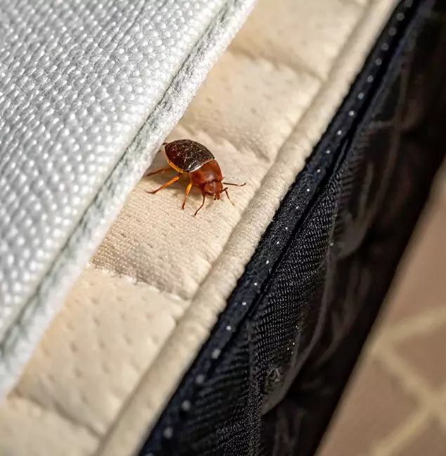 Why Mableton Homeowners Trust Mableton Pest Control Pro for Tick Treatment?