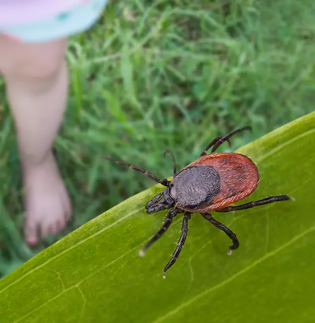 Why Mableton Homeowners Choose Mableton Pest Control Pro for Tick Extermination?