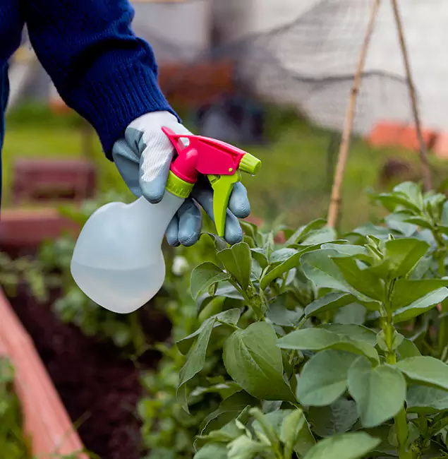 Why Mableton Relies on Mableton Pest Control Pro for Wasp Control Services?