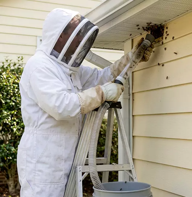 Why Mableton Trusts Mableton Pest Control Pro for Wasp Control?
