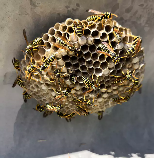 Why Mableton Chooses Mableton Pest Control Pro for Wasp Control Services?
