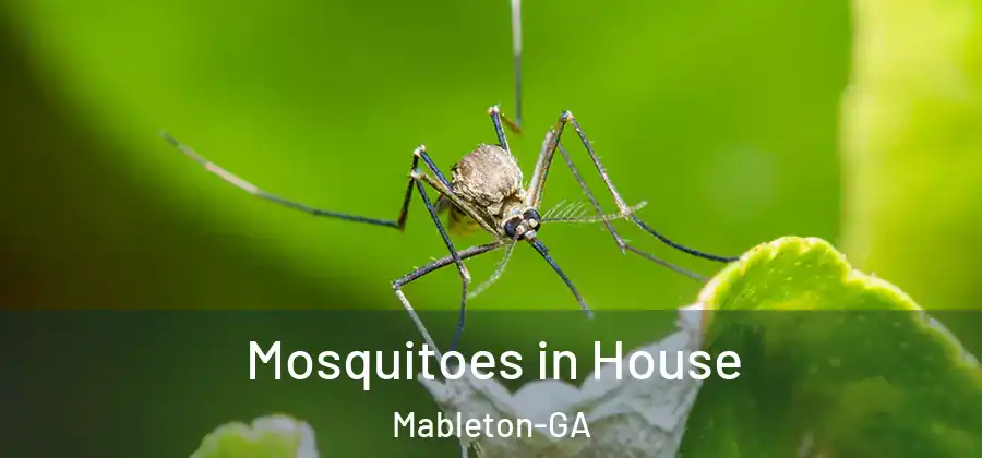 Mosquitoes in House Mableton-GA