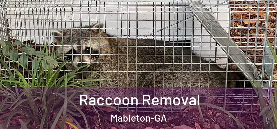Raccoon Removal Mableton-GA