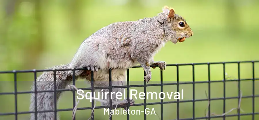 Squirrel Removal Mableton-GA